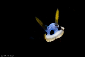 Snooted Nudi by John Parker 